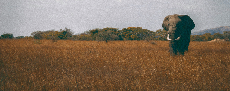 Safari1
