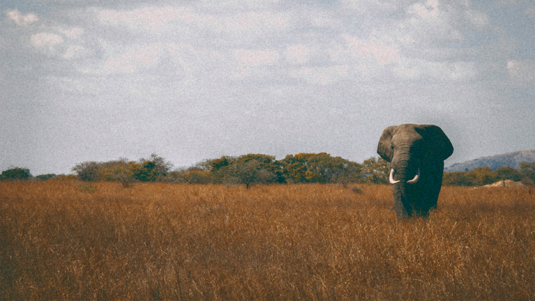 Safari1 aj-robsin-t5V1rup9DCY-unsplash