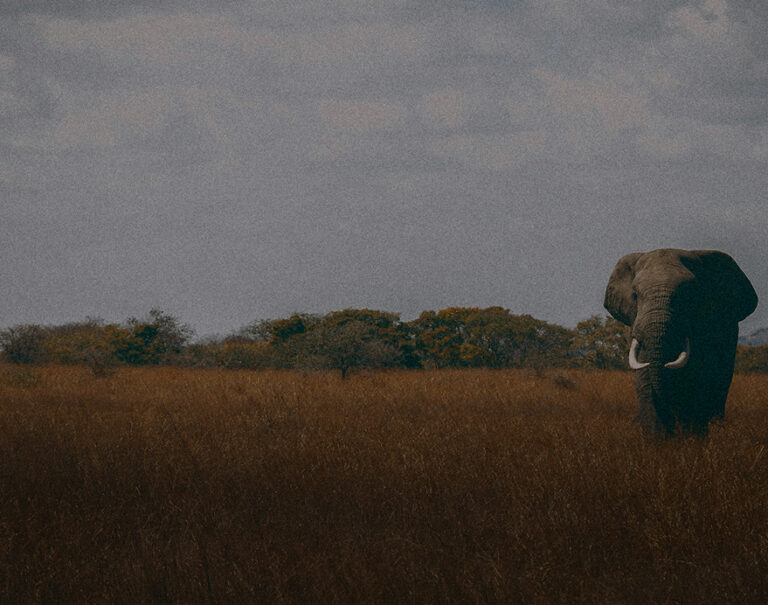avv_safari